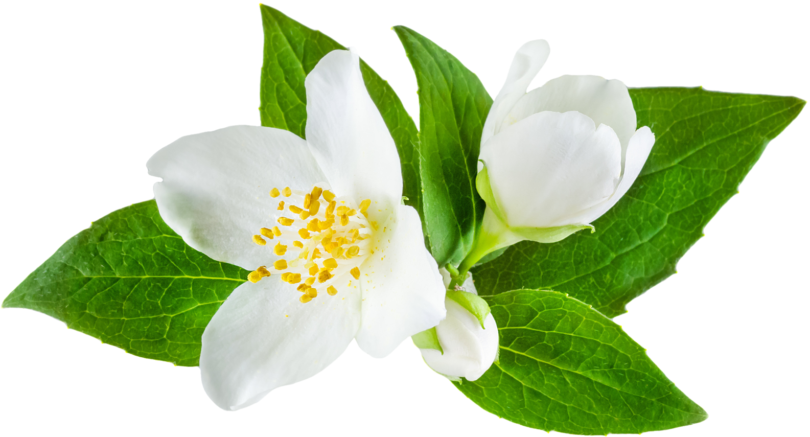 Jasmine